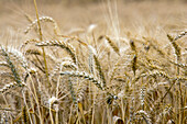 Golden wheat spikes sway gently in the warm summer breeze across expansive fields in Spain.