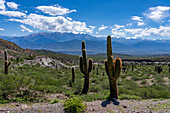 Cardon Grande Cactus, Leucostele terscheckii, and the snow-capped Nevado de Cachi in the Calchaqui Valley in Argentina. The green shrubs are jarilla, Larrea divaricata.