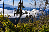 Sunrise view of the Sierra Nevada de Santa Marta, Mountains, including Cerro Kennedy, also known as 'la Cuchillo de San Lorenzo', Colombia