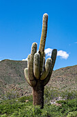 Cardon Grande Cactus, Leucostele terscheckii, along Route 33 in the Calchaqui Valley in Argentina.