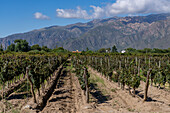 The Bodega El Esteco winery vineyards in Cafayate, Argentina with the Andes Mountains behind.