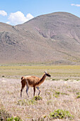 Ein Guanako, Lama guanico, grast auf einem Hochplateau im Nationalpark Los Cardones in Argentinien