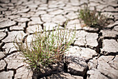 The dried marshland in Sanlucar de Barrameda features cracked soil with resilient green plants emerging from the arid terrain.