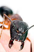 This close-up showcases an ant from Spain, highlighting its intricate details and natural environment.