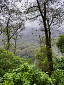 Lush vegetation in the yungas sub-tropical rainforest on a rainy day in Los Sosa Canyon Natural Reserve in Argentina.