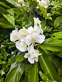 White ginger, Hedychium coronarium, in the Quebrada Los Sosas Natural Reserve in Argentina. It was planted for ornamental landscaping by a statue in the reserve.