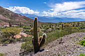 Cardon Grande Cactus, Leucostele terscheckii, and the snow-capped Nevado de Cachi in the Calchaqui Valley in Argentina. The green shrubs are jarilla, Larrea divaricata.