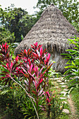 Rote Cordyline-Schwesterpflanze in Santa Marta, Kolumbien