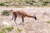 Ein Guanako, Lama guanico, grast auf einem Hochplateau im Nationalpark Los Cardones in Argentinien