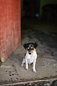 Cute small dog in rural house entrance, Colombia