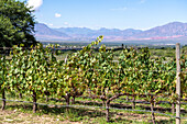 Grape vines at the Bodega and Finca las Nubes, a winery and vineyard near Cafayate, Argentina. The town of Cafayate is in the valley.