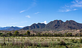 A grape vineyard in the Calchaqui Valley with the snow-capped Andes in the background. Argentina.