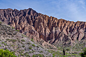 Cardón cactus, Leucostele atacamensis, in the eroded Humahuaca Valley or Quebrada de Humahuaca in Argentina.