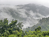 Low clouds in the yungas sub-tropical rainforest on a rainy day in Los Sosa Canyon Natural Reserve in Argentina.