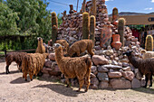 Lamas, Llama glama, bei Arte Guanuco in der Quebrada de Humahuaca oder Humahuaca Valley in Argentinien