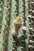 Detail of a flower bud on an Argentine Saguaro or Cardon Grande Cactus, Leucostele terscheckii, in Cafayate, Argentina.