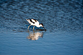 An avocet searches for food in the tranquil waters of Doñana marshland, Cádiz, showcasing its unique feeding behavior.