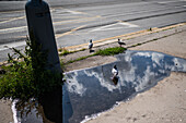 Pigeon in rain puddle, Prague