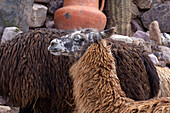 Ein Lama, Llama glama, bei Arte Guanuco in der Quebrada de Humahuaca oder Humahuaca Valley in Argentinien