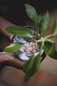 Hands of a young afro latin woman gardening and holding an hydroponic plant