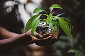 Hands of a young afro latin woman gardening and holding an hydroponic plant