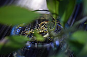 Close up of hydroponic plant in glass vase