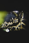 Close up of hydroponic plant in glass vase