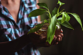 Young afro latin woman gardening and holding an hydroponic plant