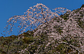 Tree in blossom along the Kumano Kodo ancient pilgrimage route near Hongu, Honshu,  Japan, Asia