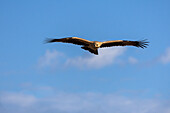 Tawny eagle (Aquila rapax) in flight, Kgalagadi transfrontier park, South Africa, Africa