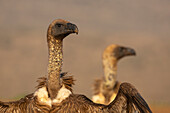 Weißrückengeier (Gyps africanus), Zimanga private game reserve, KwaZulu-Natal, Südafrika, Afrika