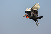 Ground hornbill (Bucorvus leadbeateri) in flight, Chobe National Park, Botswana, Africa