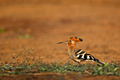 African hoopoe (Upupa africana), Zimanga game reserve, KwaZulu-Natal, South Africa