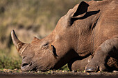 Red-billed oxpecker (Buphagus erythrorynchus) on white rhino (Ceratotherium simum), Zimanga game reserve, South Africa