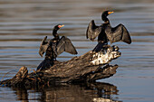 Reed cormorants (Microcarbo africanus) drying wings, Chobe National Park, Botswana, Africa