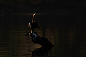 African darter (Anhinga rufa), Chobe National Park, Botswana, Africa