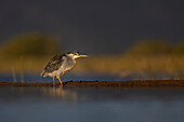 Striated heron (Butorides striata, Zimanga game reserve, KwaZulu-Natal, South Africa