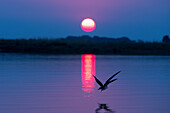 Afrikanischer Scherenschnabel (Rynchops flavirostris) bei Sonnenuntergang, Chobe-Nationalpark, Botsuana, Afrika