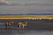 Blue wildebeest (Connochaetes taurinus) (gnu), Amboseli National Park, Kenya, East Africa, Africa