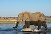 Elephant (Loxodonta africana) bull in Chobe River, Chobe National Park, Botswana, Africa