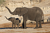 Elefant (Loxodonta africana) und Kalb, Chobe-Nationalpark, Botsuana, Afrika