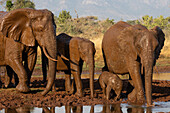 Elephants (Loxodonta africana) at mud wallow, Zimanga private game reserve, South Africa, Africa