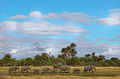 Elephants (Loxodonta africana), Amboseli National Park, Kenya, East Africa, Africa