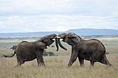 Elephants (Loxodonta africana) sparring, Masai Mara, Kenya, East Africa, Africa