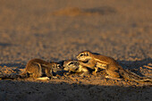 Ground squirrels (Geosciurus inauris), Kgalagadi Transfrontier Park, Northern Cape, South Africa, Africa