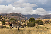 Cape mountain zebra (Equus zebra), Mountain Zebra National Park, Eastern Cape, South Africa, Africa