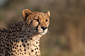 Gepard (Acinonyx jubatus), Zimanga private game reserve, KwaZulu-Natal, Südafrika, Afrika