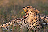 Cheetah (Acinonyx jubatus) yawning, Zimanga private game reserve, KwaZulu-Natal, South Africa, Africa