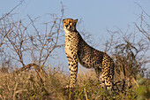 Cheetah (Acinonyx jubatus), Zimanga private game reserve, KwaZulu-Natal, South Africa, Africa