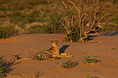 Cheetah (Acinonyx jubatus), Kgalagadi Transfrontier Park, Northern Cape, South Africa, Africa